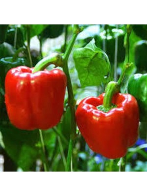 100 Adet Nadir Kırmızı Dolmalık Biber Tohumu