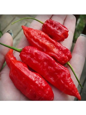 10 Adet Kırmızı Bhut Jolokia Biber Tohumu
