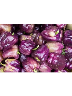 Mor Dolmalık Biber Tohumu