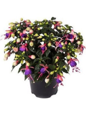 Mor Küpeli Çiçeği Tohumu 5 Adet Tohum Çiçek Tohumu