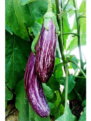 Çizgili Kırçıllı Patlıcan Tohumu / 5+ Adet Tohum