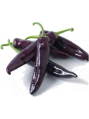 Nadir Ithal Tatlı Mor Kapya Biberi Tohumu 5 Adet Tohum Biber Tohumu