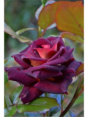 10 Adet Bordo Renkli Gül Çiçeği Tohumu