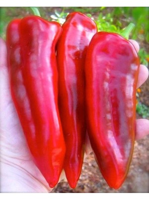 25 Adet Sweet Sweet Heirloom Kırmızı Dev Marconi Biber