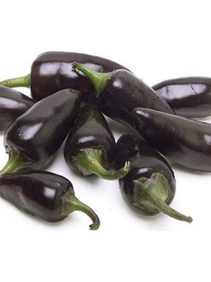 Bordo Jalopeno Acı Biber Tohumu