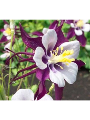 10 Adet Mor Renkli Haseki Küpesi Çiçek Tohumu