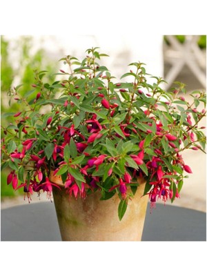 Kırmızı Küpeli Çiçeği Tohumu 5 Adet Tohum Çiçek Tohumu