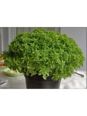 Agrobazaar Mini Top Fesleğen 25+ Tohum