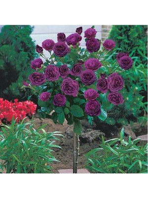 10 Adet Bodur Mor Gül Ağacı Tohumu