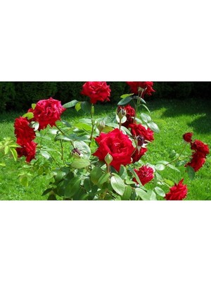 5 Adet Kırmızı Gül Tohumu
