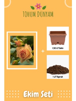 Kokulu Somon Rengi Gül Tohumu Ekim Seti