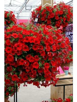 Kırmızı Petunya Çiçeği / 20 Adet Petunya Tohumu