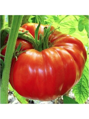 Kırmızı Beefsteak Domates 15 Tohum