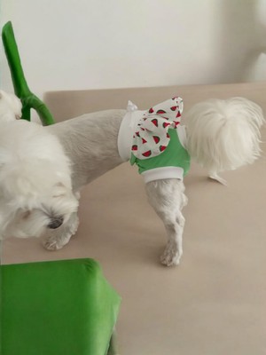 Dişi Köpek Regl Külodu – Ayarlanabilir, Yıkanabilir, Hijyenik Köpek Külodu