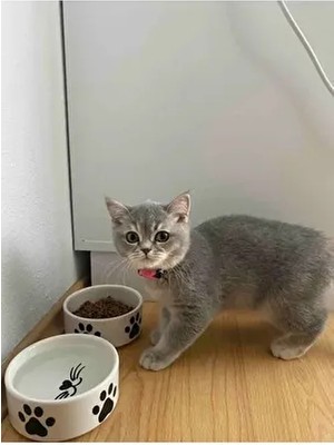 2 Adet Yüksek Kalite (12.5 Cm, 400 Ml) Seramik Kedi ve Köpek Mama Su Kabı