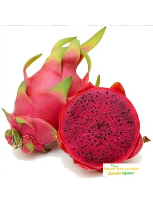 Tropikal Kırmızı Pitaya Meyvesi Tohumu 10 Adet Tohum