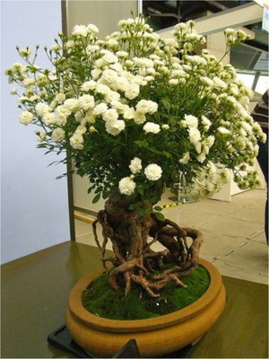 ÇınarTohum Bodur Beyaz Gül Bonzai Ağacı Tohumu 5 Adet Tohum Bonsai Ağacı Tohumu