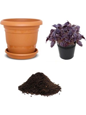 Geniş Yaprak Mis Kokulu Mor Reyhan Tohumu Ekim Seti