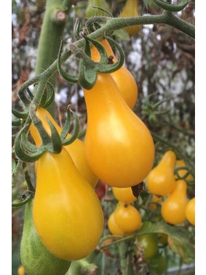 Sarı Ampul Domates Tohumu 70 Adet