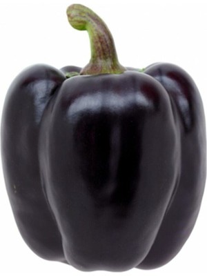 Mor Dolmalık Biber Tohumu