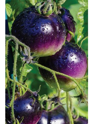 Hybrite Mor Domates Tohumu / 10+ Adet Tohum