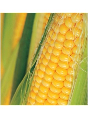 Agrobazaar Golden Bantam Mısır 10 Tohum