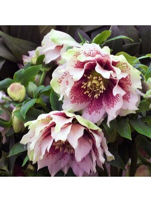 5 Adet Noel Gülü Tohumu