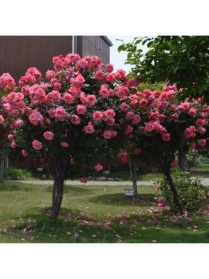 5 Adet Bodur Pembe Gül Ağacı Tohumu