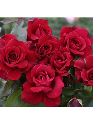 5 Adet Kırmızı Bellevue Gül Tohumu