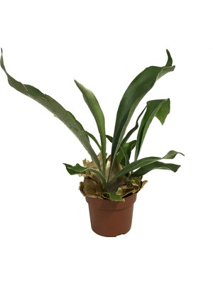 Betonish Platycerium Bifurcatum (Geyik Boynuzu)