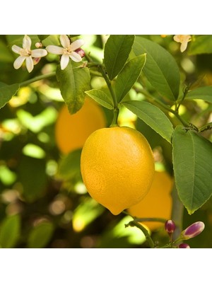 Fidan Sepetim 3 Yaş Aşılı 7 Veren(Yediveren) Mayer Limon Fidanı