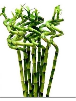 Tunç Botanik ŞANS BAMBUSU 3 ADET - 1 METRE LUCKY BAMBOO