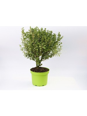 Tunç Botanik ŞİMŞİR FİDANI 3 ADET - DEKORATİF SAKSIDA HEDİYELİK