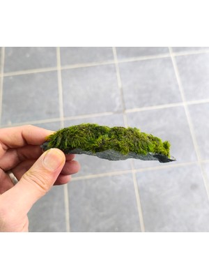 Marimo Scape Türkiye Mağazası | Ürünleri ve Kampanyaları 2026