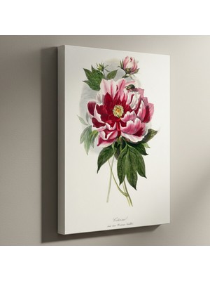 Vintage Şakayık Çiçeği Botanik Illüstrasyon Tablosu