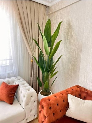 Beyaz Plastik Küre Saksıda 24 Yapraklı Starliçe - 210 cm