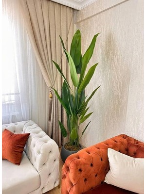 Beyaz Plastik Küre Saksıda 24 Yapraklı Starliçe - 210 cm