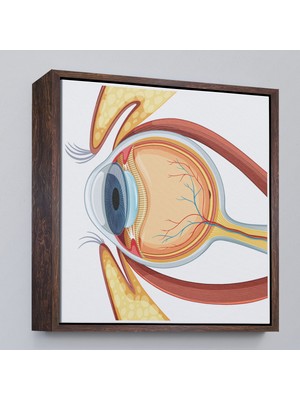 Çerçeveli Göz Anatomizi Tablosu - Göz Doktoru HEDIYESI-8367