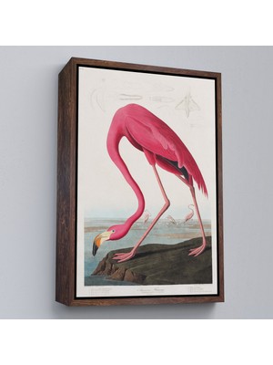 Çerçeveli John James Audubon - Amerikan Flamingo TABLOSU-7301