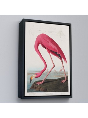 Çerçeveli John James Audubon - Amerikan Flamingo TABLOSU-7301