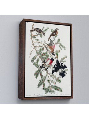 Çerçeveli John James Audubon - Gül Göğüslü Kocabaş Tablo - Rose-Breasted GROSBEAK-8043