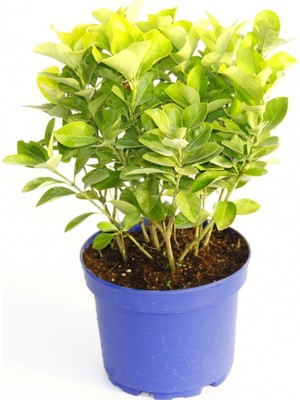 Tunç Botanik GOLD TAFLAN 10 ADET - MAVİ SAKSIDA HEDİYELİK