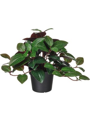 Yapay Bitki, Yeşil, 9 Cm, Mücevher Orkidesi, Iç/dış Mekan