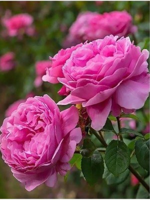 Rosa Damascena Reçellik Isparta Gülü Fidanı 1 Adet 10-20 cm