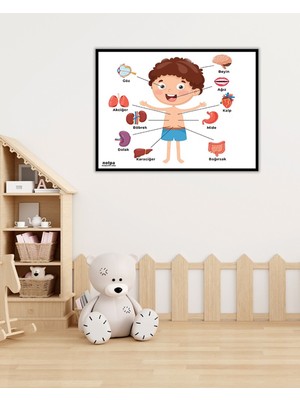 Dekorize Mdf Tablo - Iç Organlar - Çocuklar Için Eğitici Tablo 30 x 40