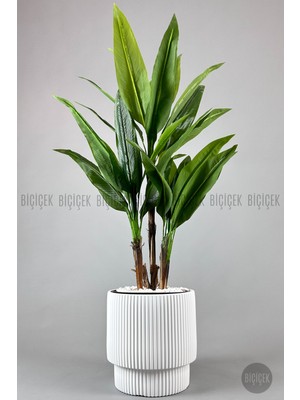 Biçiçek Starliçe Ağacı 150-175 cm Vega Saksıda