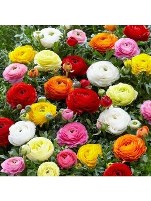 5 Adet Şakayık Çiçeği Yumrusu..karışık Renkler.yeni Mahsul.