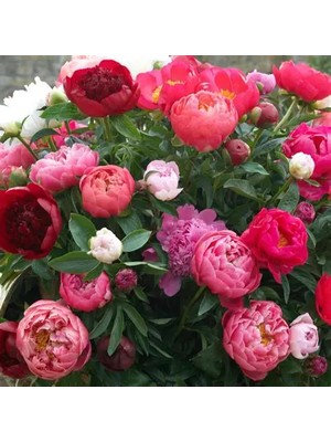 10 Adet Şakayık Çiçeği Yumrusu..karışık Renkler.yeni Mahsul.