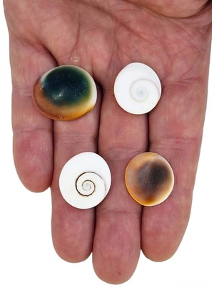 4 Adet Renkli Doğal Taş Yılancık Operculum Seti, Şık ve Doğal Takı Parçası