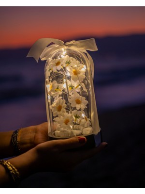 Dekoratif LED Işıklı Papatya Fanusu Sevgiliye Özel Hediyelik Fanus